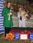 Australian Multi BISA Supreme Champion Dochlaggie Dragon Heart