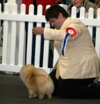 Australian Multi BISA Supreme Champion Dochlaggie Dragon Heart winning his first Royal Best in Show 4th award