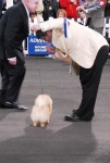 Australian Multi BISA Supreme Champion Dochlaggie Dragon Heart winning his first Royal Best in Show 4th award